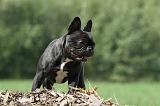 BOULEDOGUE FRANCAIS 686